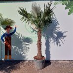 Palma konopná (Trachycarpus fortunei) - výška kmeňa 110-130 cm, celková výška 250-270 cm, kont. C70L (-17°C)